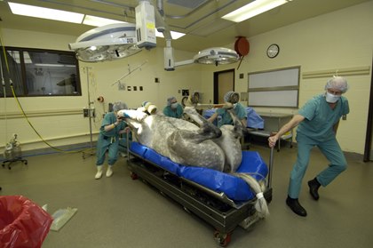 Horse In Colic Surgery